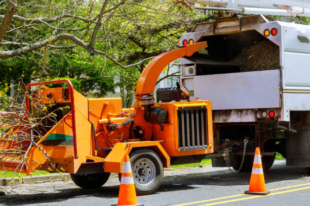 Best Professional Tree Care  in Caseyvle, IL